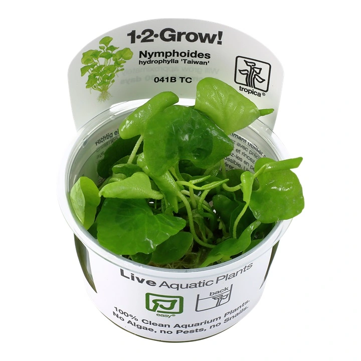 Tropica Nymphoides hydrophylla Taiwan 1-2-GROW